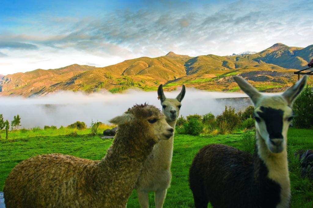 Las Casitas, A Belmond Hotel, Colca Canyon Yanque Exterior foto